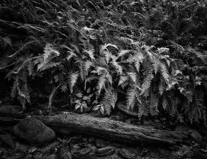 Ferns with log bw_web.jpg